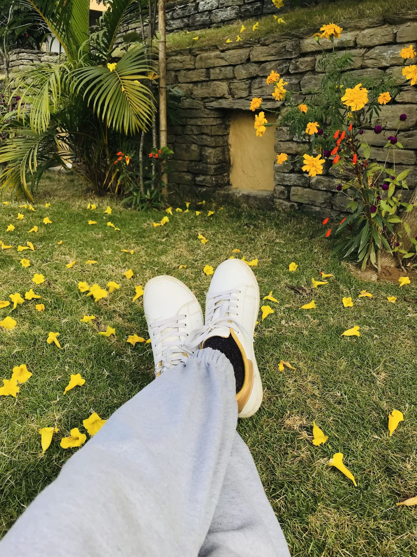 A pair of plain white leather low-top sneakers worn with gray sweatpants on grass scattered with yellow petals.